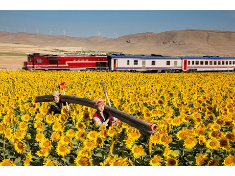 Levent Ates, 'Sunflower' - Acc�sit